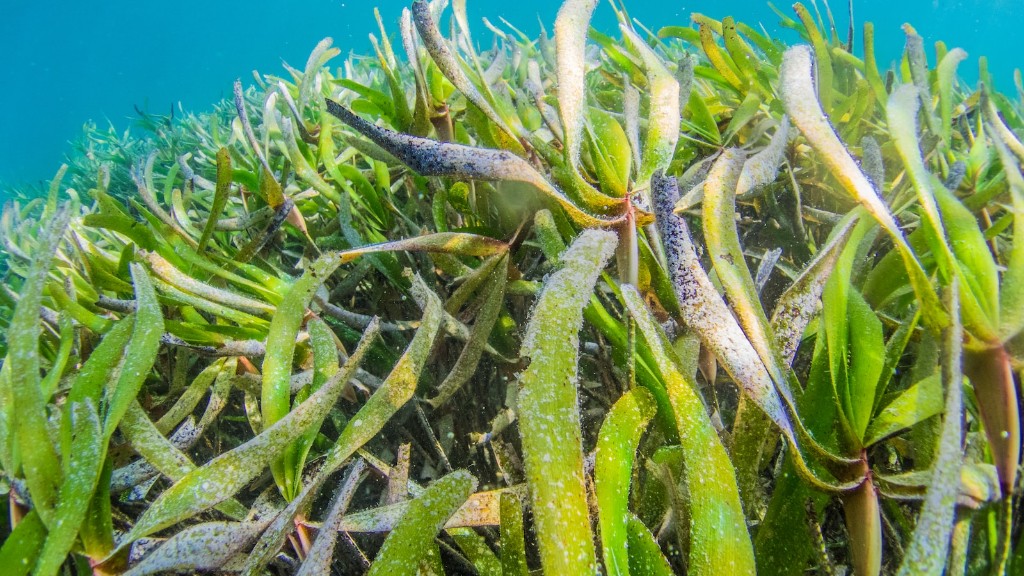 什么海藻片最好